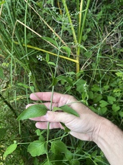 Verbena scabra