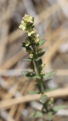 Galium serpenticum