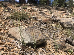 Galium serpenticum