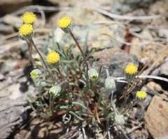Erigeron bloomeri bloomeri