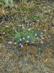 Dianthus humilis