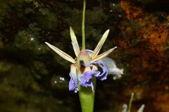 Primula utahensis