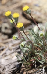 Erigeron bloomeri bloomeri