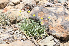 Erigeron bloomeri bloomeri
