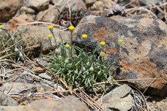 Erigeron bloomeri bloomeri