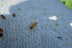 Phylus melanocephalus