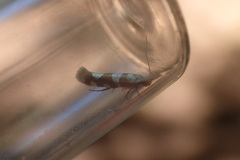 Argyresthia brockeella
