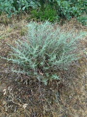 Artemisia taurica