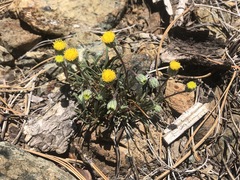 Erigeron bloomeri bloomeri