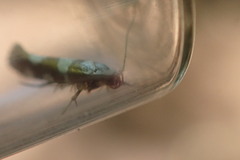 Argyresthia brockeella