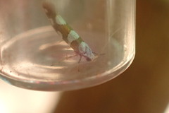 Argyresthia brockeella