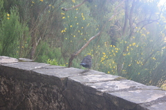 Turdus merula cabrerae