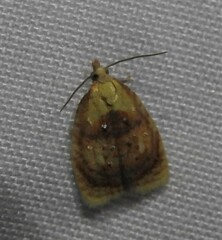 Acleris curvalana