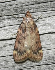 Aglossa disciferalis