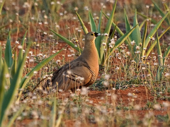 Madagascar Sandgrouse photo 2