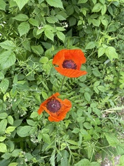 Papaver × pseudo-orientale