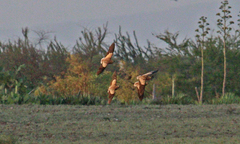 Madagascar Sandgrouse photo 3