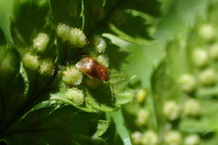Monalocoris filicis