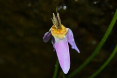 Primula utahensis