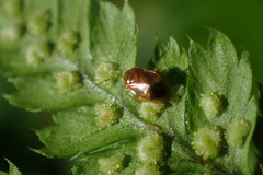 Monalocoris filicis