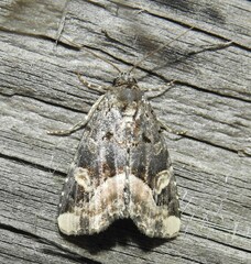 Homophoberia apicosa
