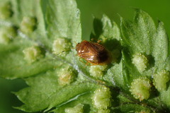 Monalocoris filicis