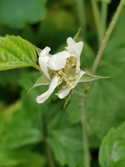 Rubus caesius