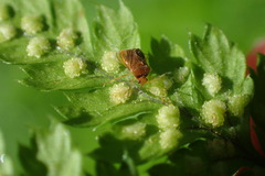 Monalocoris filicis