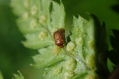 Monalocoris filicis