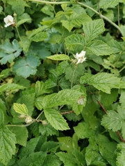 Rubus caesius