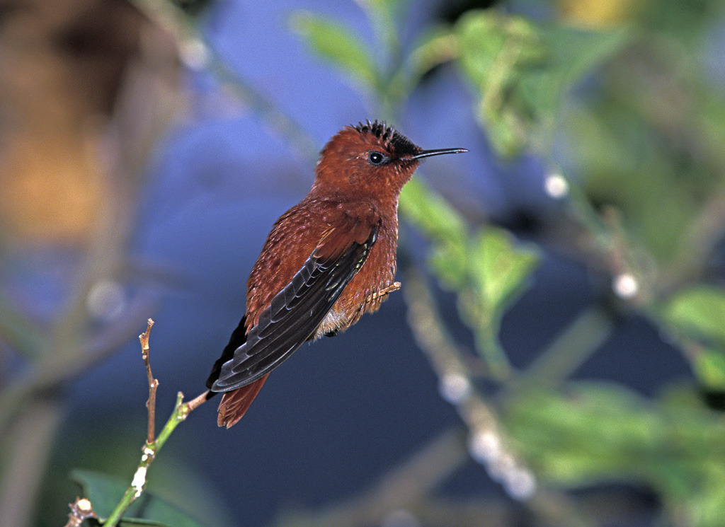 Juan Fernandez Firecrown