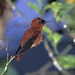 Juan Fernández Firecrown - Photo (c) Greg Lasley, some rights reserved (CC BY-NC), uploaded by Greg Lasley