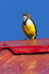 Madagascar Wagtail photo 2
