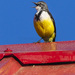 Madagascar Wagtail - Photo (c) Francesco Veronesi, some rights reserved (CC BY-SA)