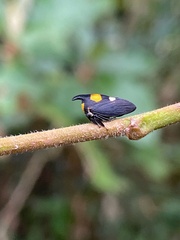 Enchophyllum quinquemaculatum