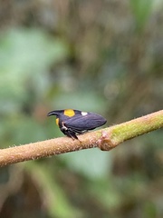 Enchophyllum quinquemaculatum