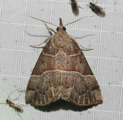 Hypena deceptalis