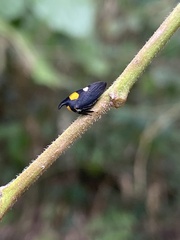 Enchophyllum quinquemaculatum