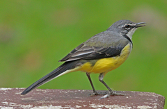 Madagascar Wagtail photo 3