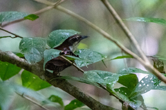 Pheugopedius fasciatoventris