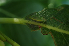 Lygocoris rugicollis