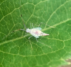 Hyaliodes