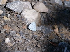 Celastrina argiolus