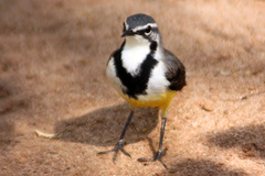 Madagascar Wagtail photo 4