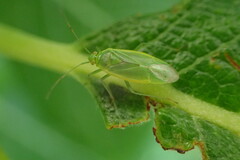 Lygocoris rugicollis