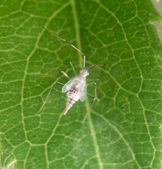Hyaliodes