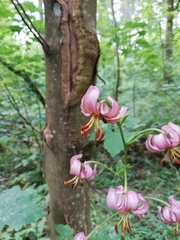 Lilium martagon