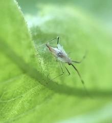 Hyaliodes