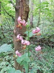Lilium martagon