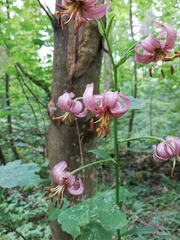 Lilium martagon